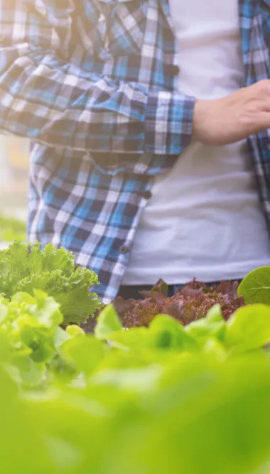 Farmer are checking the quality of organic vegetables